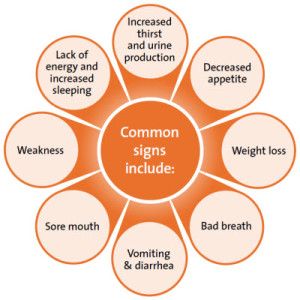 Symtoms of kidney failure